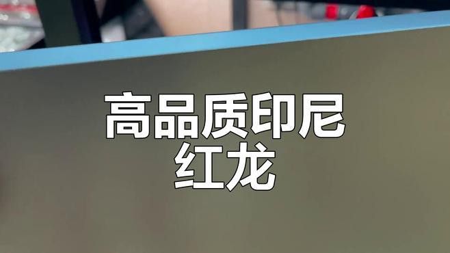 印尼紅龍魚喂養(yǎng)方法圖片欣賞大全