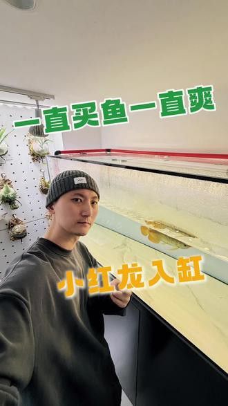 印尼紅龍魚喂養(yǎng)方法圖片欣賞大全