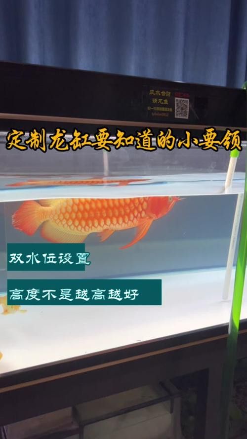 印尼紅龍魚喂養(yǎng)方法圖片欣賞大全