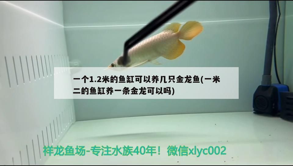 一個1.2米的魚缸可以養幾只金龍魚(一米二的魚缸養一條金龍可以嗎)