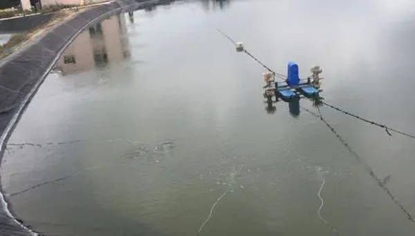 廣州龍魚商家排名前十名有哪些品牌：廣州龍魚商家排名前十名，專業(yè)選購(gòu)指南