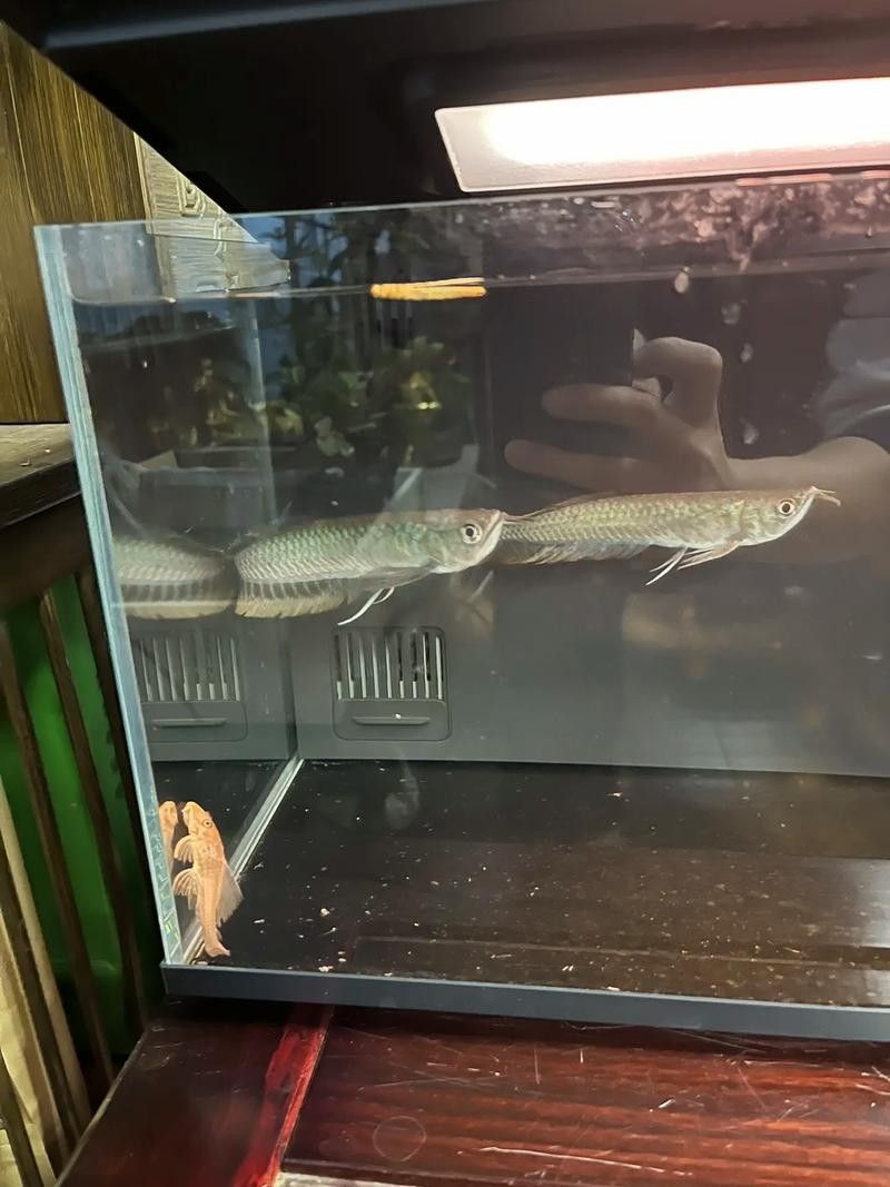 龍魚(yú)和七彩能混養(yǎng)嗎圖片