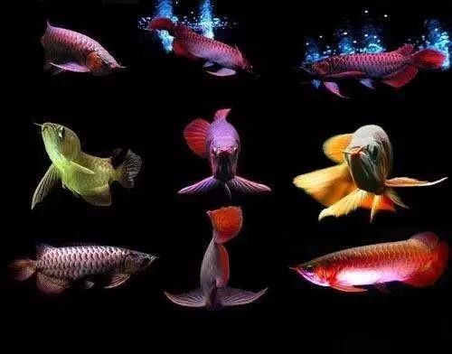 龍魚(yú)和七彩能混養(yǎng)嗎圖片