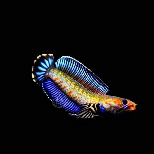 龍魚(yú)和七彩能混養(yǎng)嗎圖片