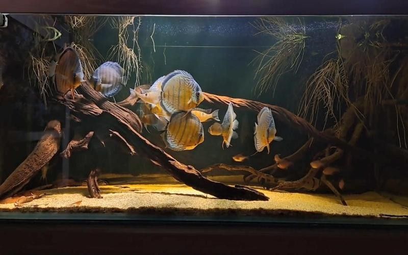 龍魚(yú)和七彩能混養(yǎng)嗎圖片