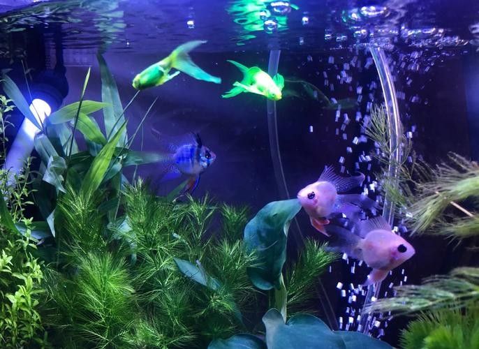 龍魚(yú)和七彩能混養(yǎng)嗎圖片