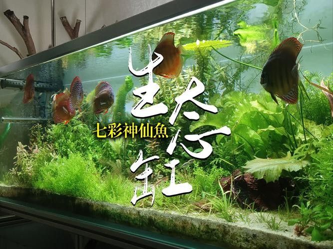 龍魚(yú)和七彩能混養(yǎng)嗎圖片