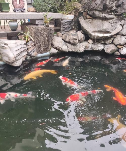 肇慶龍魚養殖基地在哪里有賣