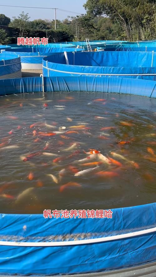 肇慶龍魚養殖基地在哪里有賣