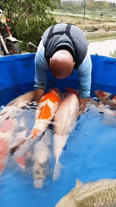 肇慶龍魚養殖基地在哪里有賣