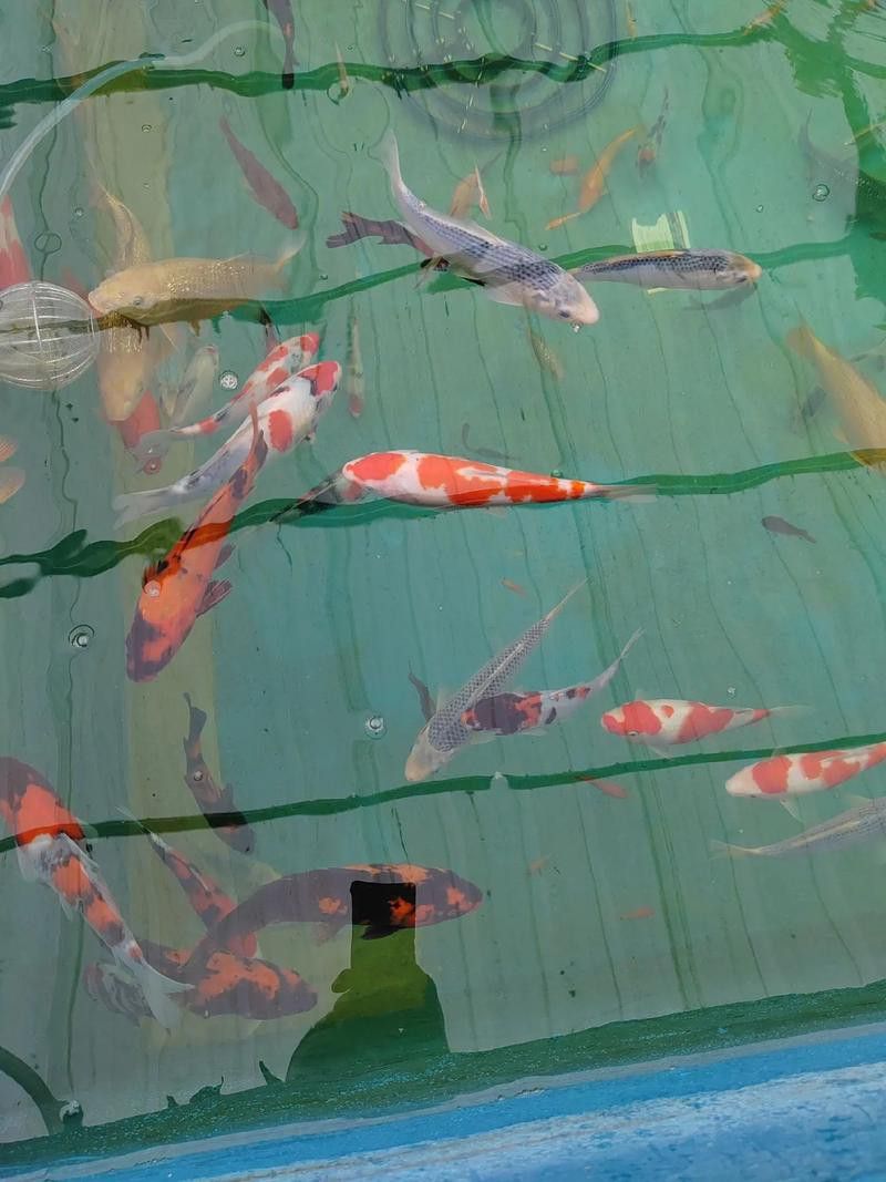 肇慶龍魚養殖基地在哪里有賣