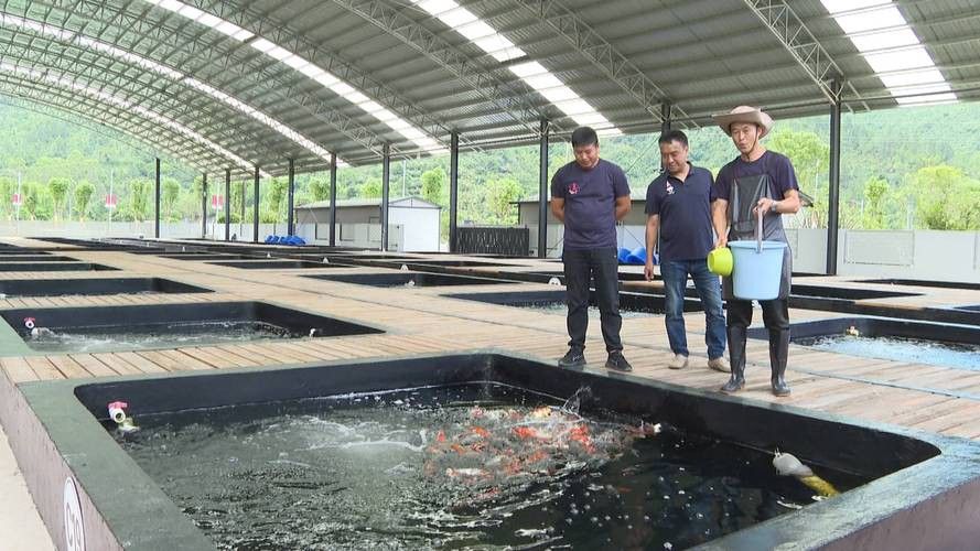 肇慶龍魚養殖基地在哪里有賣