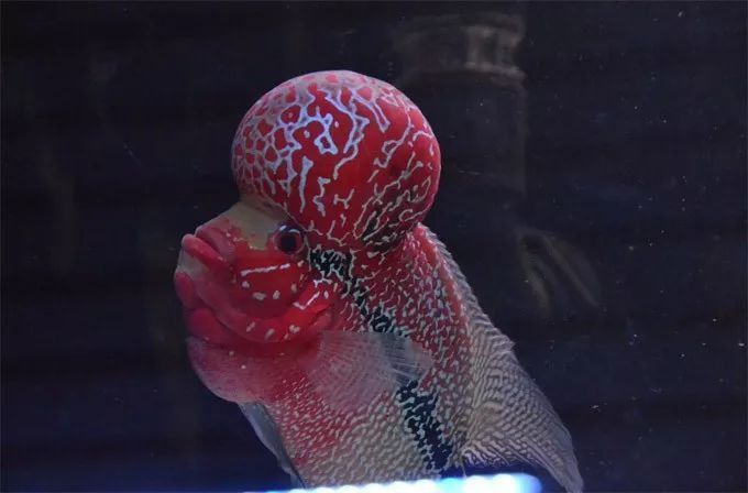 羅漢魚招財還是破財