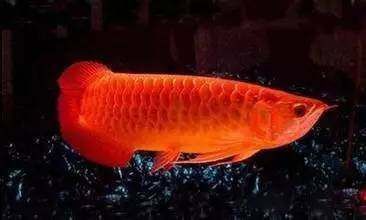 紅龍魚寓意四字【紅龍魚寓意的四字象征意義是什么紅龍魚的象征意義】