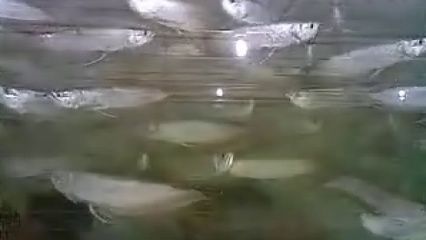 山東銀龍魚養殖場（山東銀龍魚養殖場主要集中在濟南、青島、濰坊等地）