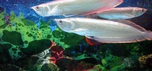 山東銀龍魚養殖場（山東銀龍魚養殖場主要集中在濟南、青島、濰坊等地）