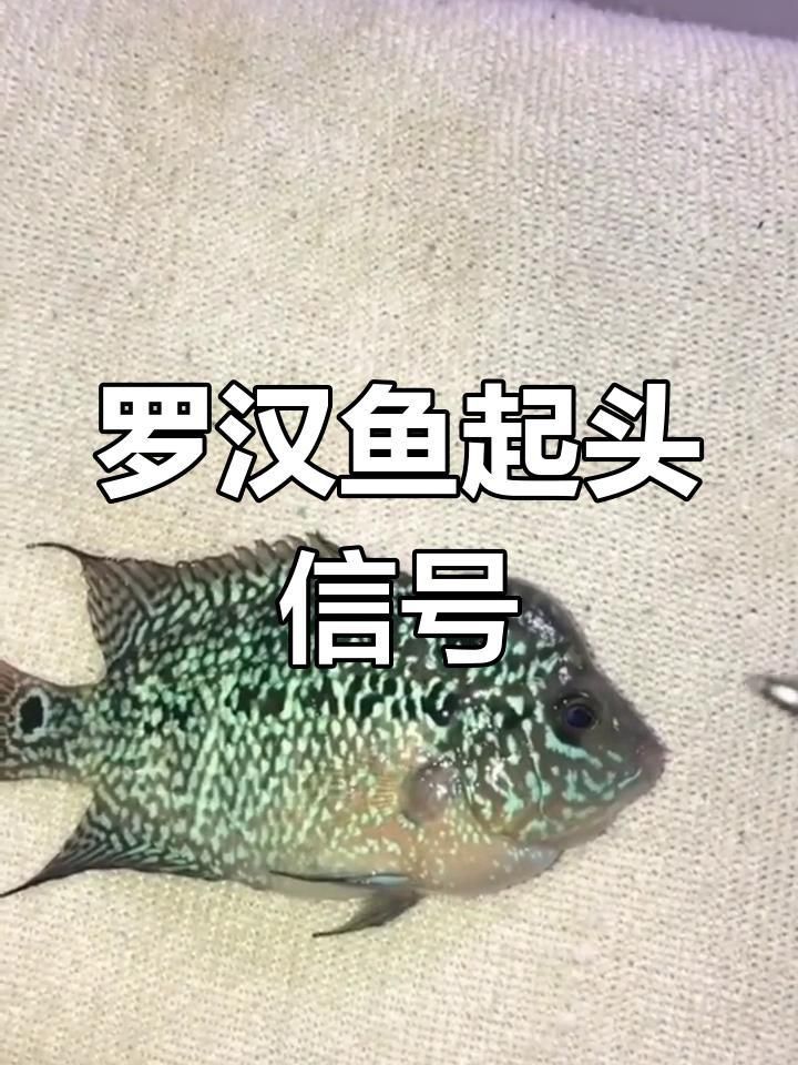 羅漢魚2厘米幼苗看起頭 羅漢魚2厘米幼苗看起頭 龍魚百科 第1張