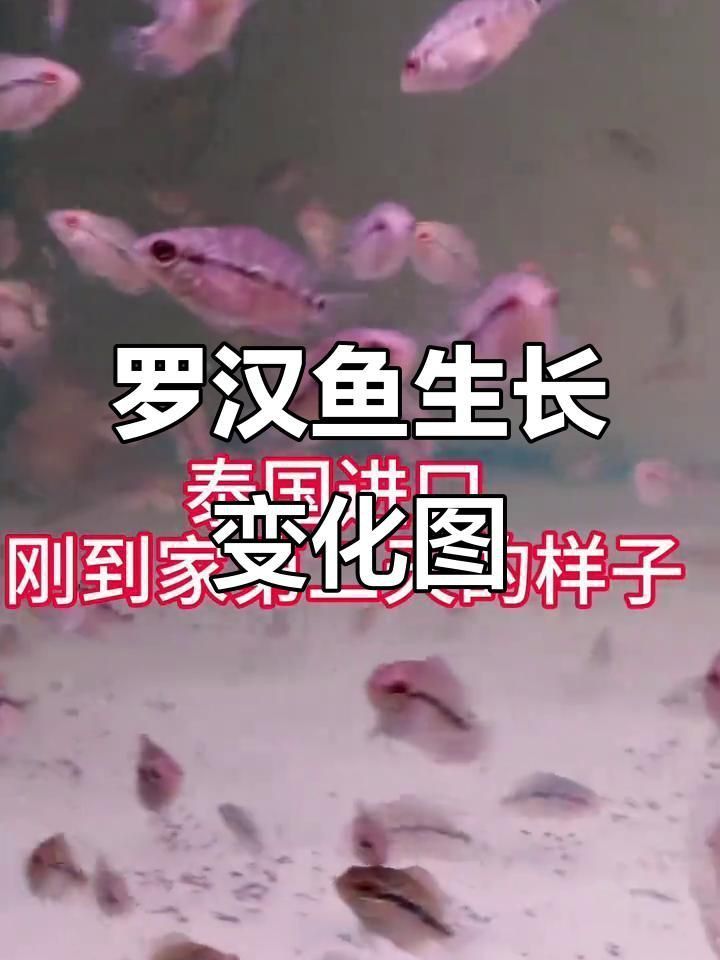 羅漢魚2厘米幼苗看起頭 羅漢魚2厘米幼苗看起頭 龍魚百科 第3張