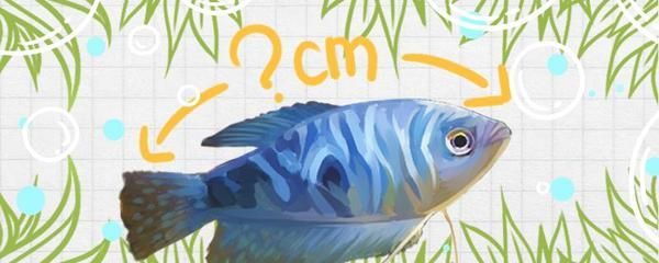龍魚吃紅線蟲嗎（龍魚可以吃紅線蟲嗎）
