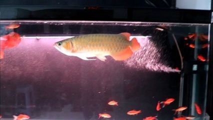 紅龍魚發黃金色：紅龍魚發黃金色怎么回事