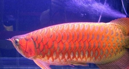 紅龍魚發黃金色：紅龍魚發黃金色怎么回事
