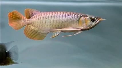 龍魚需不需要造浪泵：如何選擇適合龍魚的造浪泵,龍魚缸水流速度最佳值