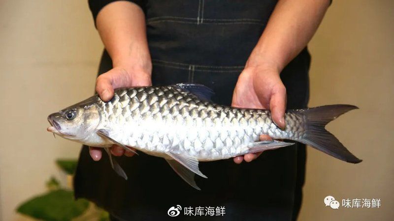 馬來忘不了魚 百科