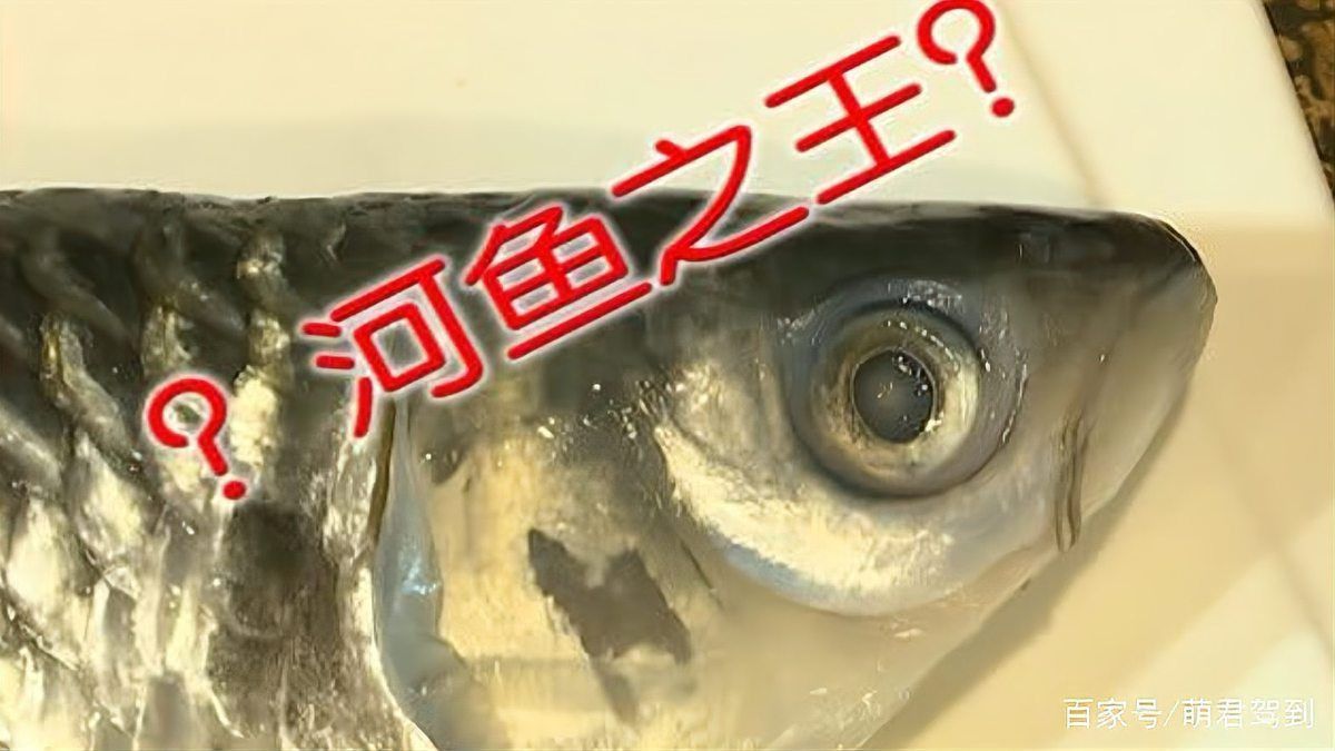 馬來忘不了魚 百科