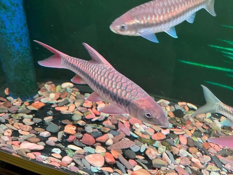 馬來忘不了魚 百科