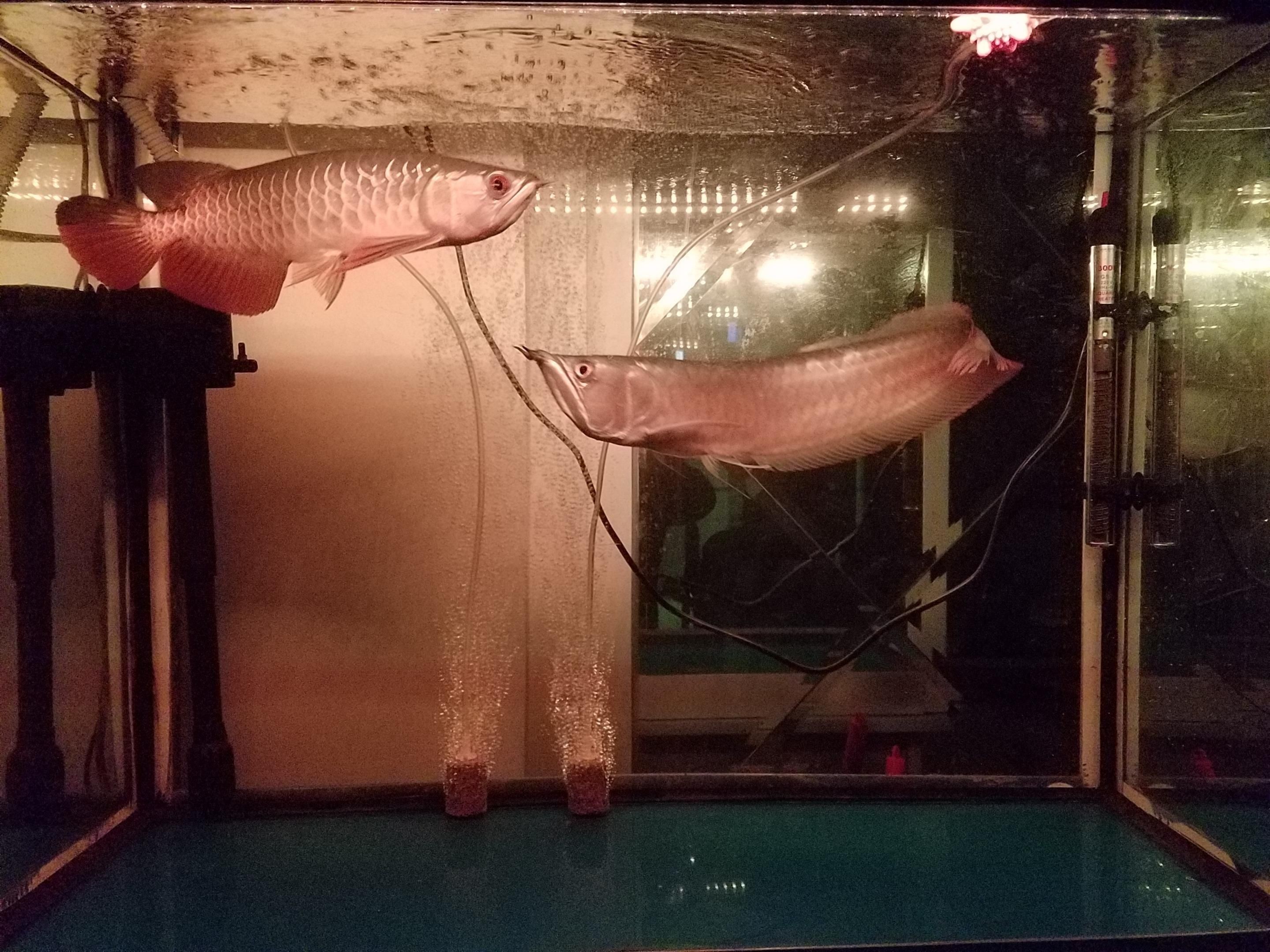 古典龍魚的市場(chǎng)價(jià)格走勢(shì)分析：古典龍魚價(jià)格走勢(shì)分析古典龍魚價(jià)格受到多種因素影響