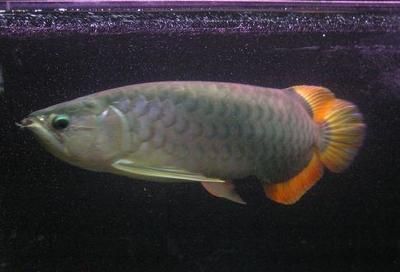 黃龍藍龍魚的寓意和象征風水是什么：黃龍魚和藍龍魚的寓意和象征風水
