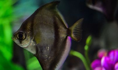 如何挑選金龍魚幼魚：怎么挑選金龍魚幼魚