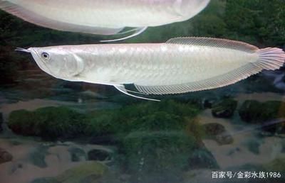 龍魚翻鰓能自愈嗎：龍魚混養多久才不打架