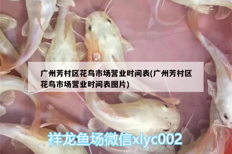 金龍魚和紅龍魚混養(yǎng)好處：金龍魚和紅龍魚養(yǎng)在一起會(huì)打架嗎?