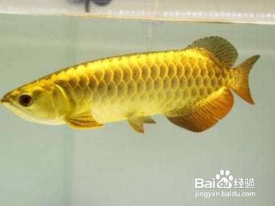 金龍魚怎么養長的快，金龍魚的養殖方法