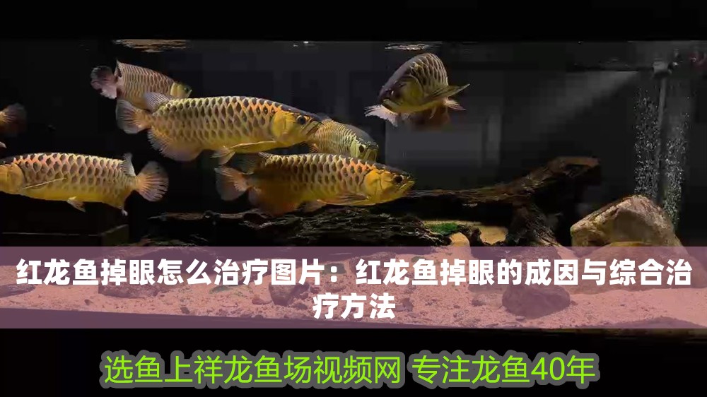 紅龍魚(yú)掉眼怎么治療圖片：紅龍魚(yú)掉眼的成因與綜合治療方法