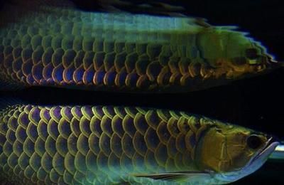 金龍魚新入缸一般多久開口：金龍魚新入缸的開口時間因個體差異和適應環境所需時間不同 金龍魚新入缸一般多久開口：金龍魚新入缸的開口時間因個體差異和適應環境所需時間不同 龍魚百科 第1張
