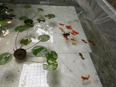 養龍魚可以加高濃縮硝化細菌液嗎（養龍魚時可以添加硝化細菌嗎？）