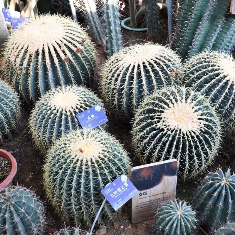 金虎的四個品種