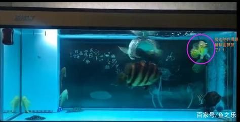 龍魚會咬虎魚嗎：如何判斷龍魚是否攻擊虎魚