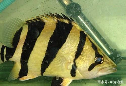 龍魚會咬虎魚嗎：如何判斷龍魚是否攻擊虎魚