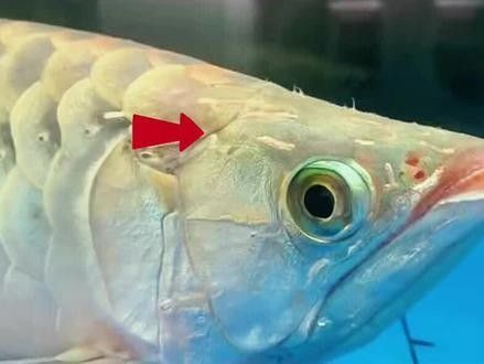龍魚瘋狂撞缸體內寄生蟲怎么辦