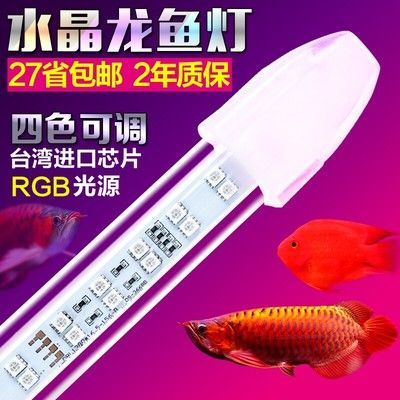 金龍魚 燈：選擇合適的燈光對于金龍魚的飼養至關重要
