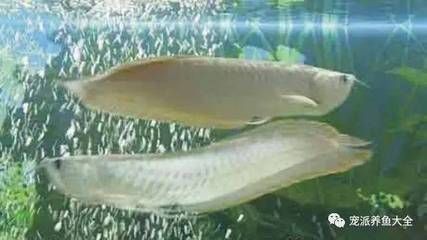銀龍魚活餌喂養(yǎng)注意事項(xiàng)：銀龍魚活餌喂養(yǎng)注意事項(xiàng)包括避免眼睛下視的方法