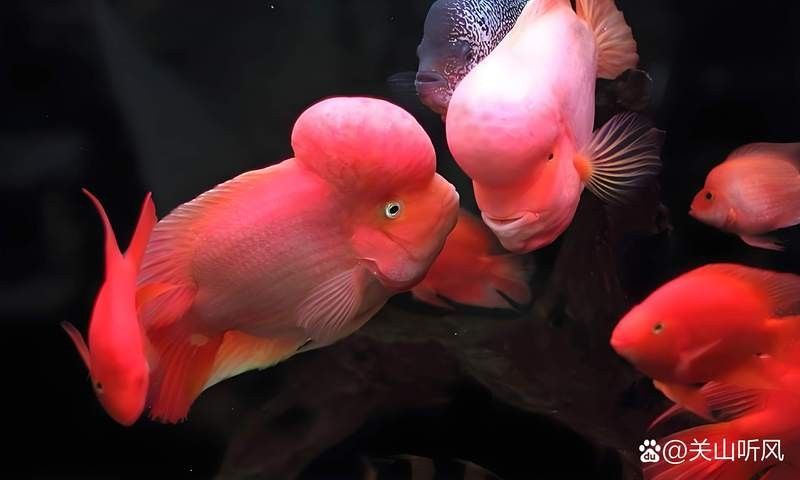 飛鳳魚會吸食金龍魚嗎？