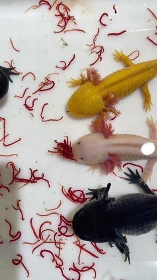 恐龍魚吃什么食物最好
