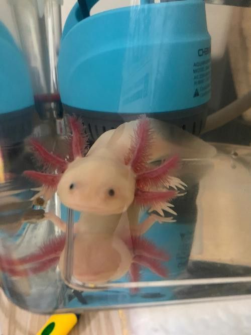 恐龍魚吃什么食物最好