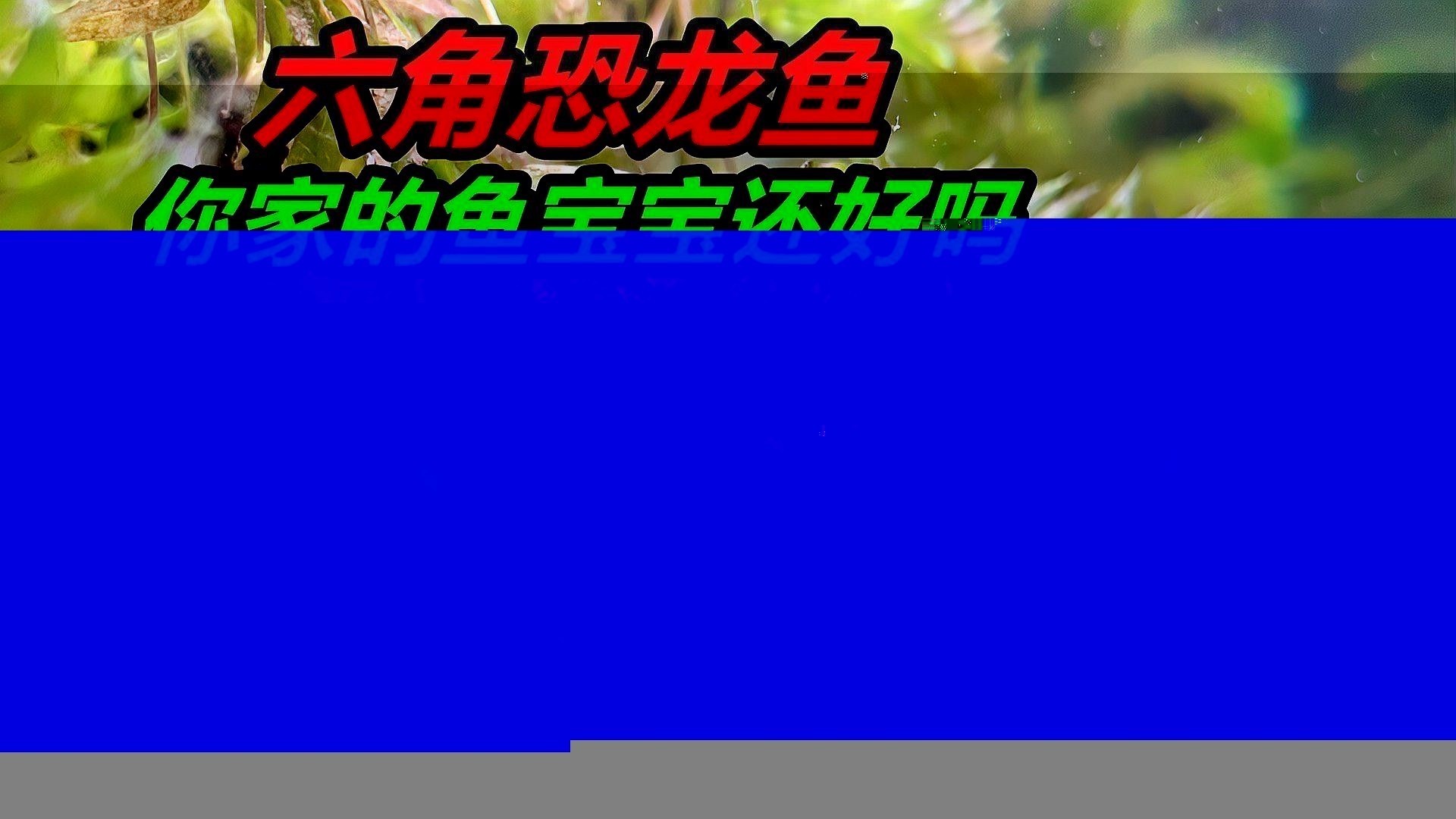 恐龍魚吃什么食物最好