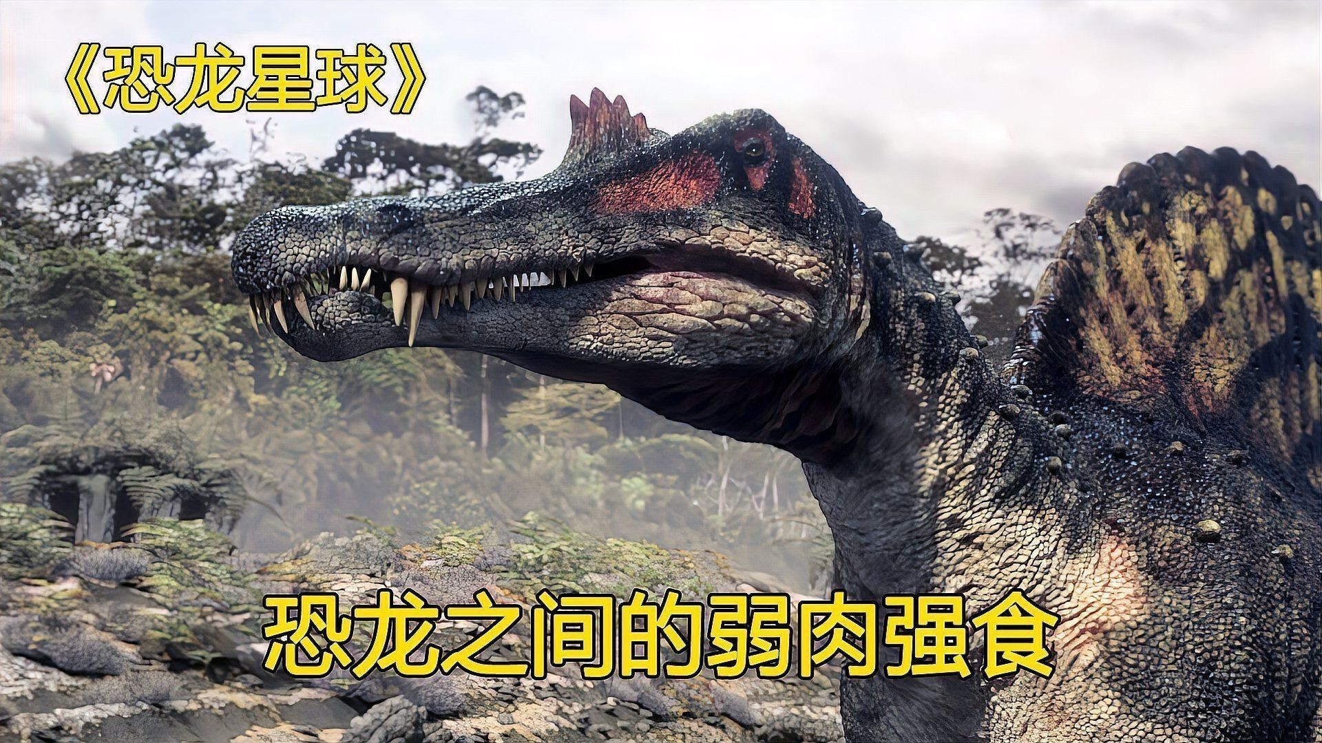 恐龍魚吃什么食物最好