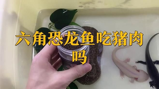 恐龍魚吃什么食物最好
